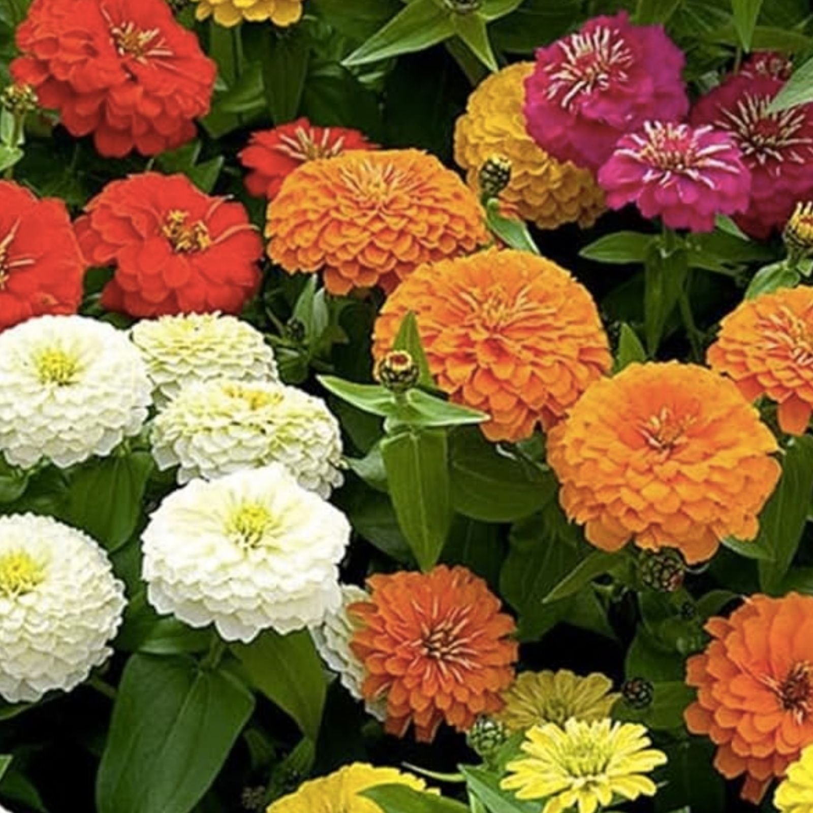 California Giant Zinnia Seeds 200 Organic Zinnia elegans Flower Seeds for Garden, Cut Flowers, Live Plant, Starter Plant, USA Grown