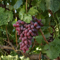 Globe Seedless Grape Vine Cuttings Vitis vinifera Bulk 50 Live Starter Plants Bare Root Table Vine