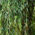 Forage Willow Plants – Fast Growing Shade Provider for Horses and Goats – Salix spp. – Livestock Fodder and Shelter Plants