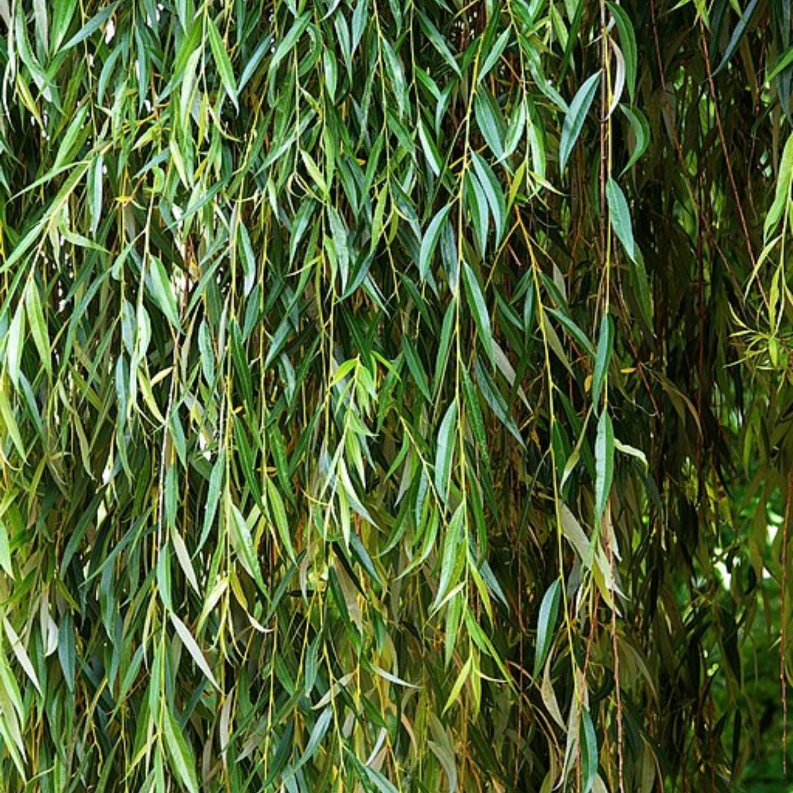 Forage Willow Plants – Fast Growing Shade Provider for Horses and Goats – Salix spp. – Livestock Fodder and Shelter Plants