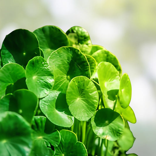 Gotu Kola Seeds 50 Pack – Centella Asiatica Pennywort Herbal Medicinal Plant for Easy Growing