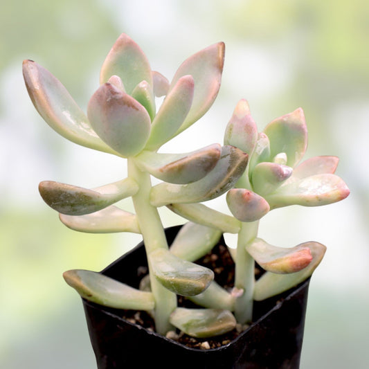 Graptopetalum paraguayense Ghost Plant Succulent Cutting 2-Inch Pot Indoor Houseplant Easy Care