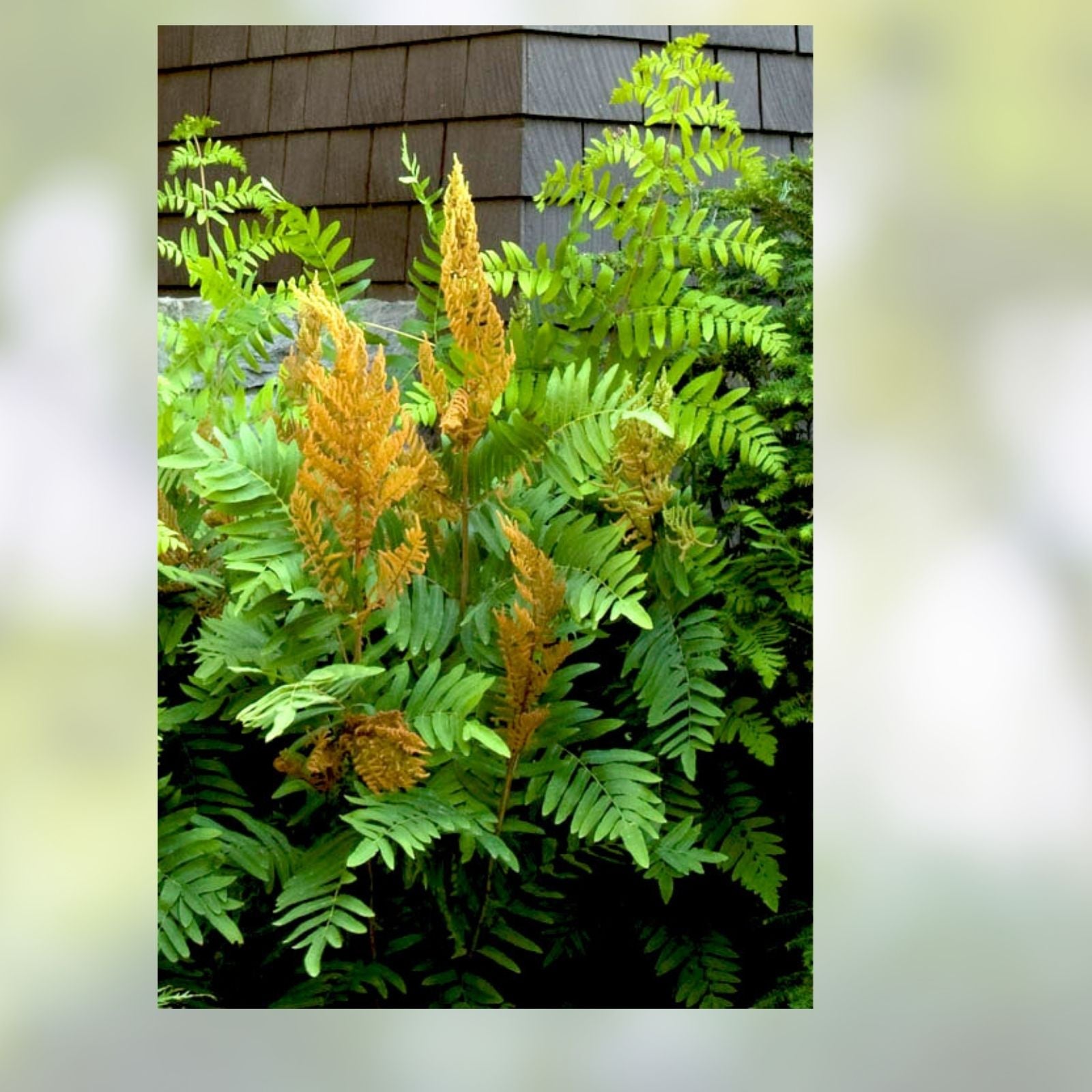 Royal Fern Live Plants 5-Pack Osmunda regalis Native Wetland Ferns for Shade Gardens South Alabama