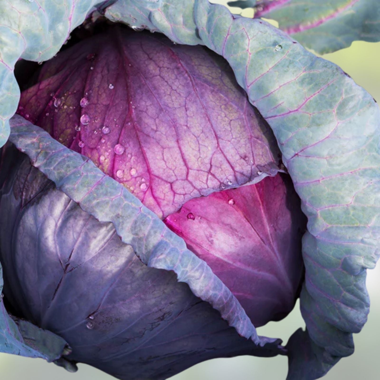 Red Acre Heirloom Cabbage Seeds 500 Count Non-GMO Brassica oleracea Vegetable Garden Starter Plant