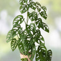 Monstera Adansonii Cuttings - Swiss Cheese Plant - Indoor Outdoor House Plant - Unique Leaf Pattern - Epipremnum Adansonii - Fresh Stock