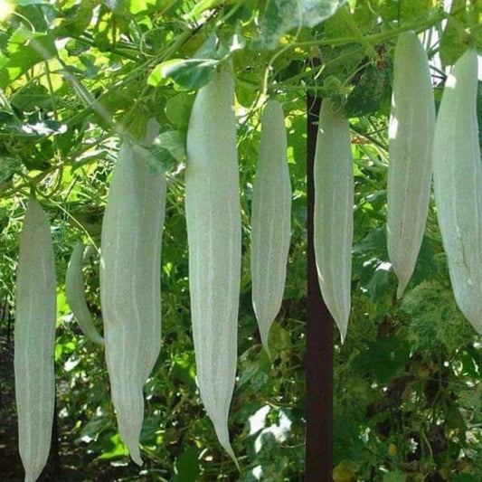 Long Snake Gourds Seeds 10 Pack, Chichinda Variety, Edible Vegetable Seeds, Cucurbita ficifolia, Easy to Grow