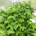 Unrooted Katuk Herb Cuttings 8" Organic Sauropus androgynus for Gardening and Cooking - Easy to Grow