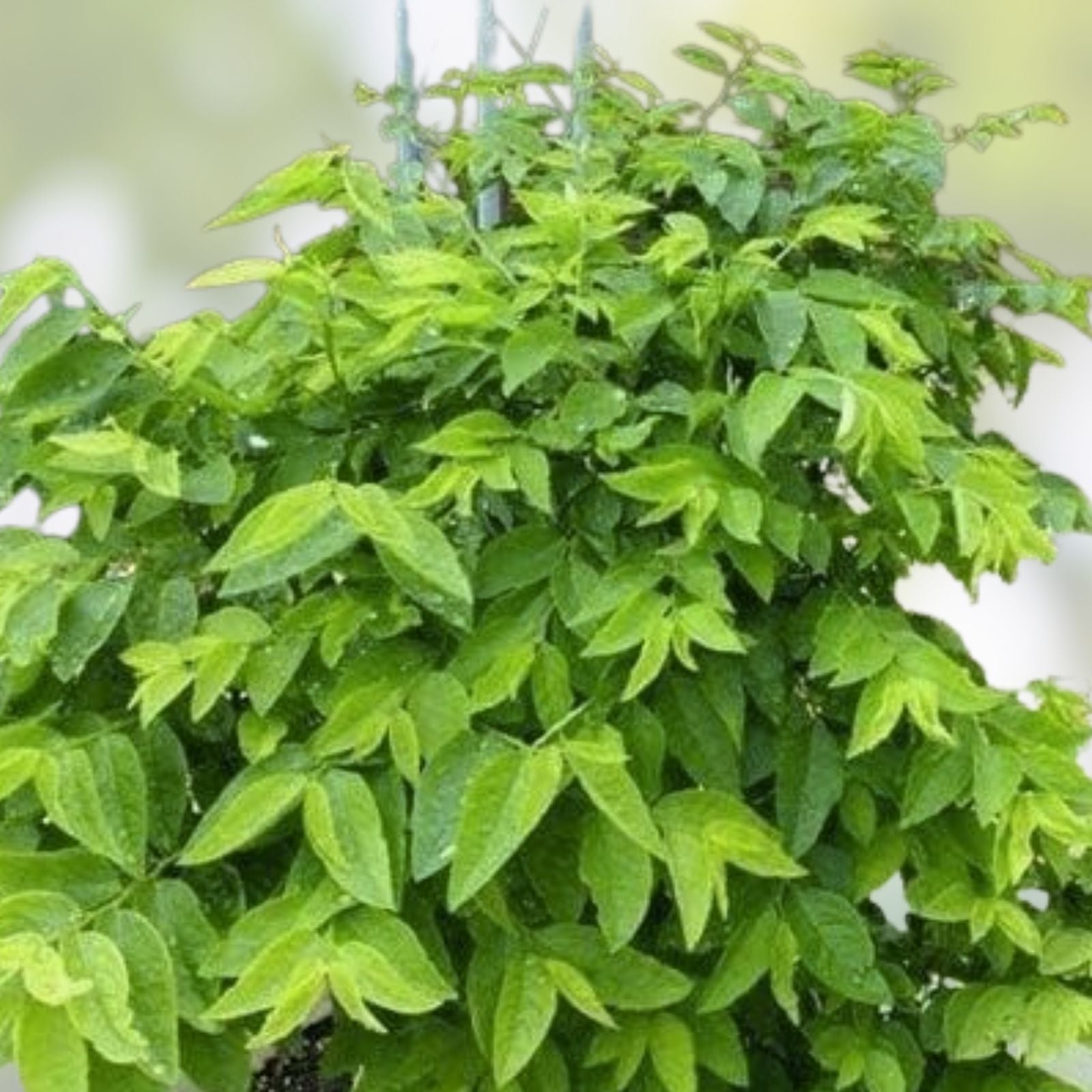 Unrooted Katuk Herb Cuttings 8" Organic Sauropus androgynus for Gardening and Cooking - Easy to Grow