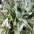 Tradescantia Fluminensis "Golden Wing" Cuttings – Wandering Jew Plant – Easy Care Houseplant for Propagation