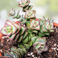 String of Buttons Succulent Plant 2" Crassula perforata Indoor Outdoor Live Plant Easy Care Gift