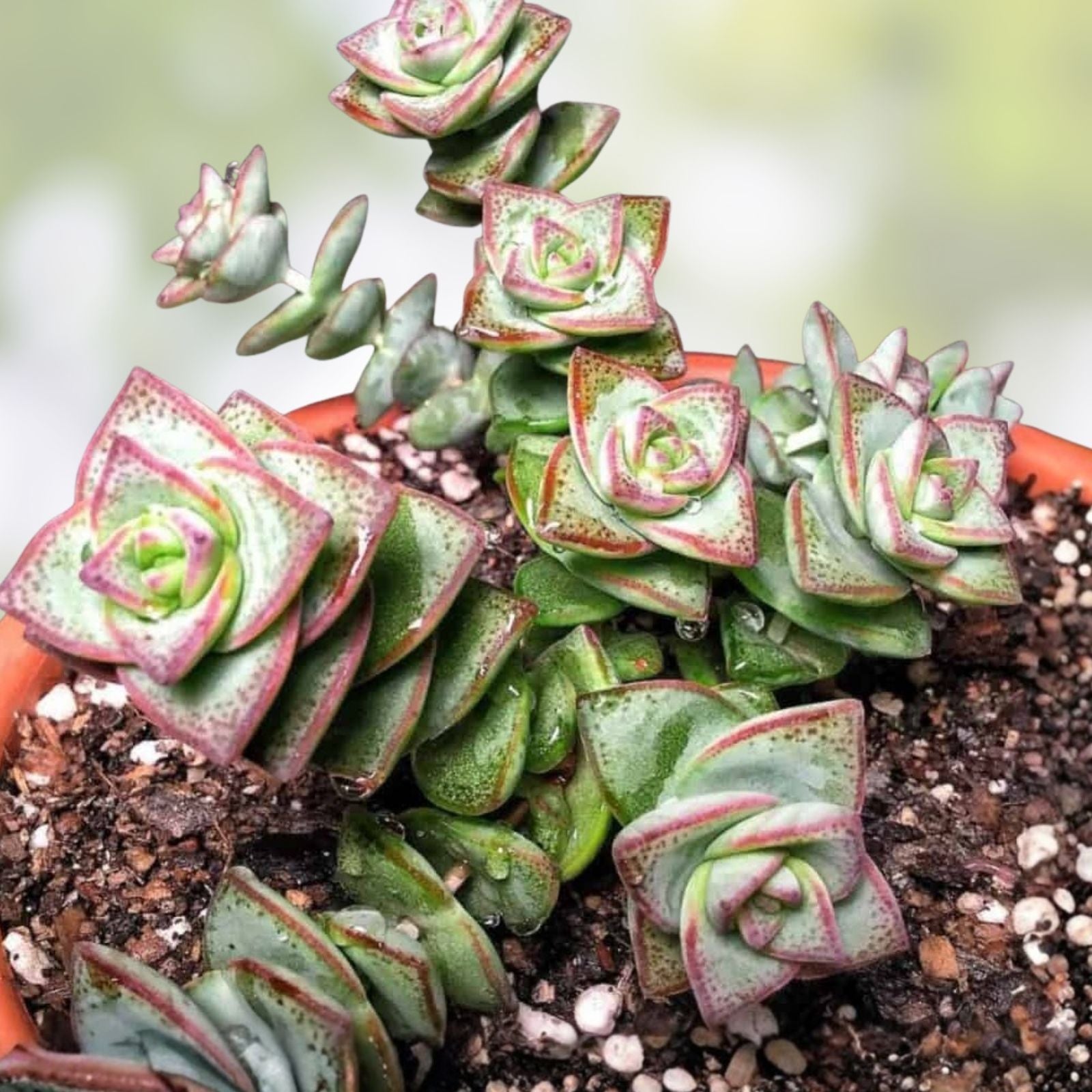 String of Buttons Succulent Plant 2" Crassula perforata Indoor Outdoor Live Plant Easy Care Gift