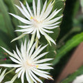 White Epiphyllum Hookeri Cuttings 4 Pack – Fragrant Orchid Cactus Live Plant Clippings for Indoor Garden
