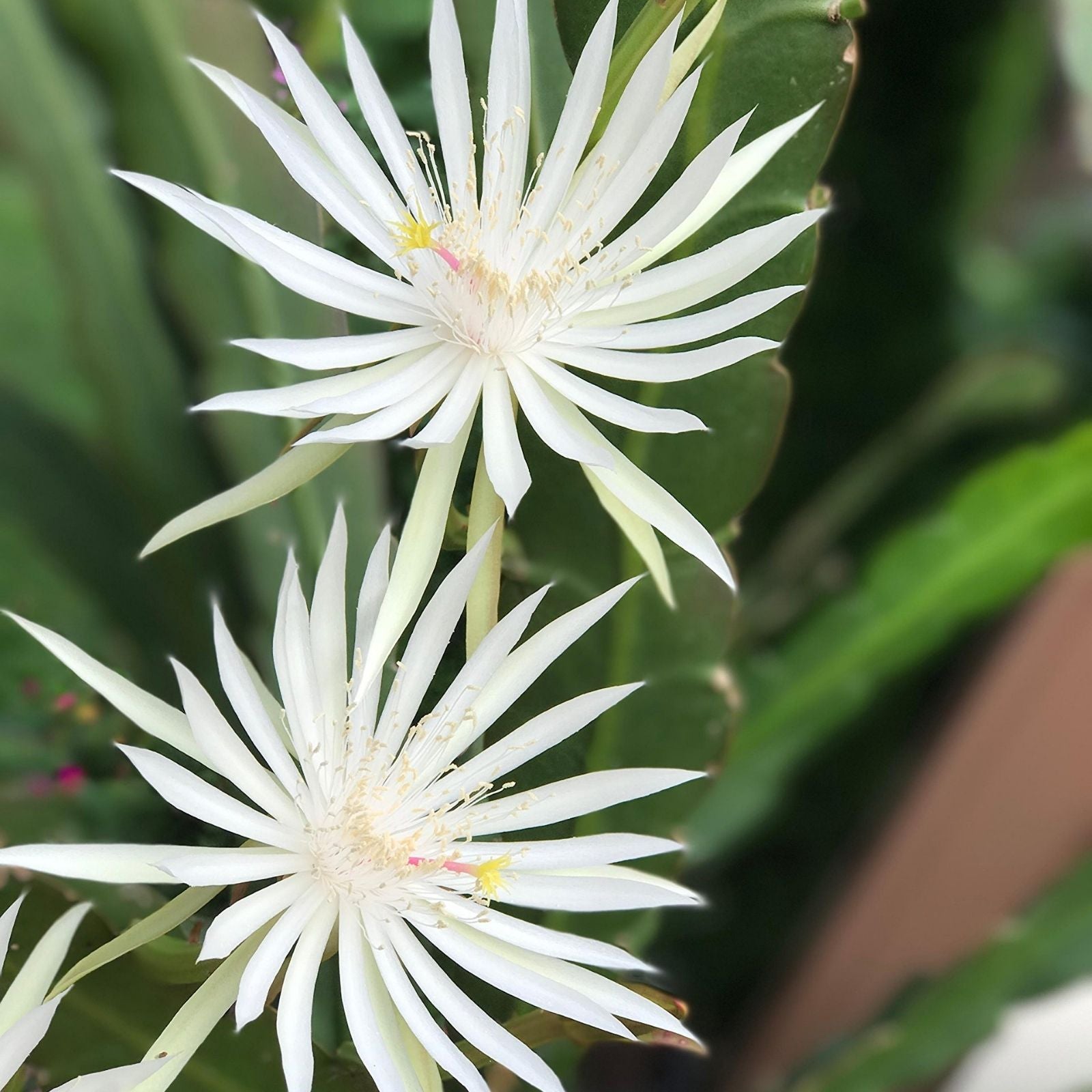 White Epiphyllum Hookeri Cuttings 4 Pack – Fragrant Orchid Cactus Live Plant Clippings for Indoor Garden