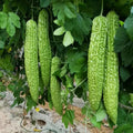 Golden Clematis Seeds 20 Pack - Clematis tangutica Climbing Vine, Hardy Perennial with Yellow Flowers, Garden Plant Seeds