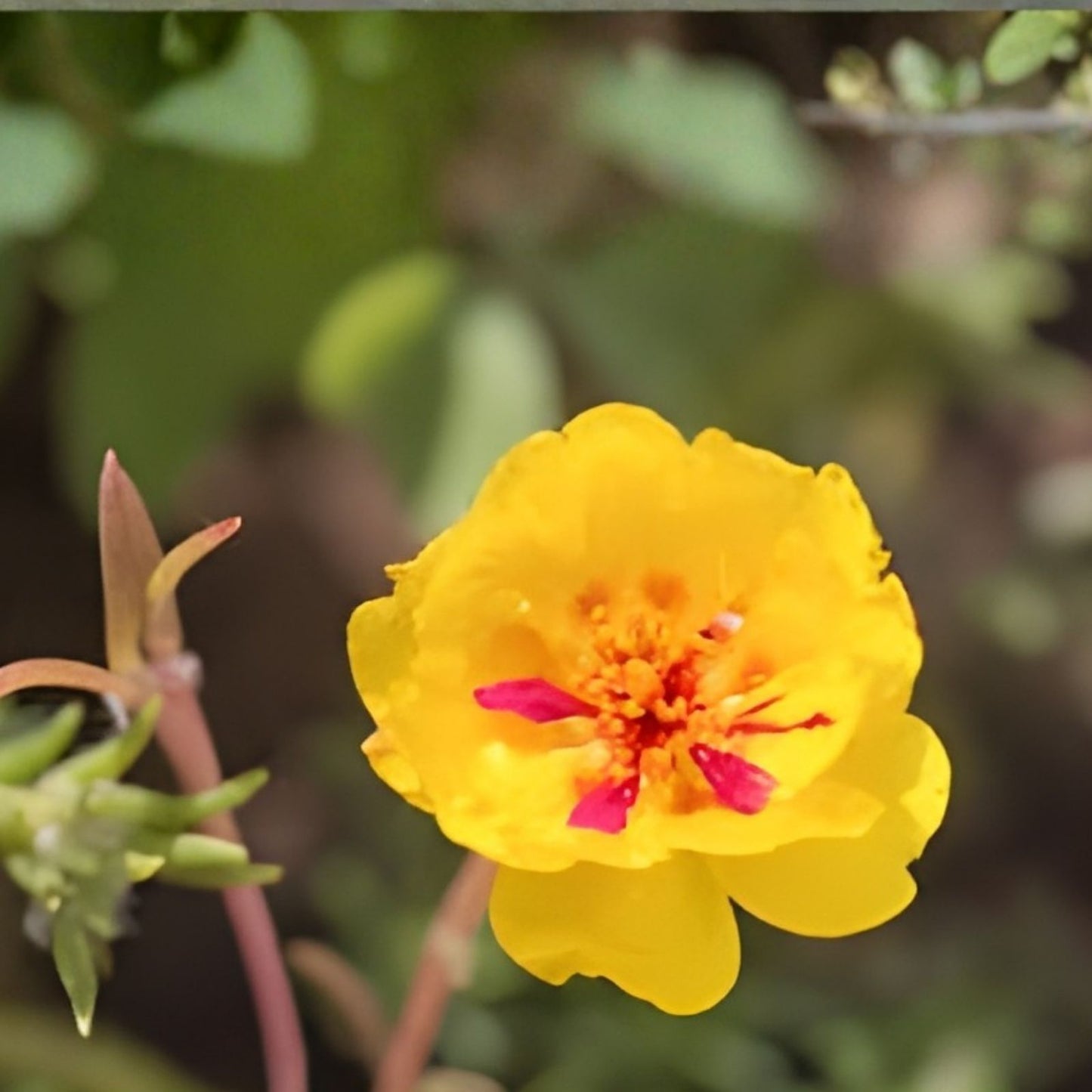 Moss Rose Cuttings Neon Yellow Portulaca Grandiflora Succulent Starter Plants Live Propagation Bare Root Houseplant