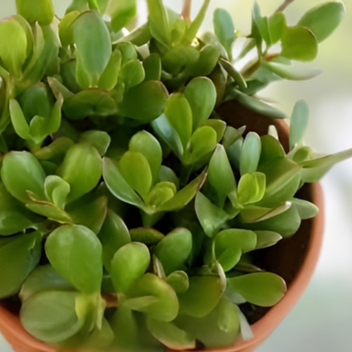 Jade Plant Cuttings 8 Inches Deep Green Crassula Ovata Succulent - Indoor Houseplant, Easy Care, Live Propagation