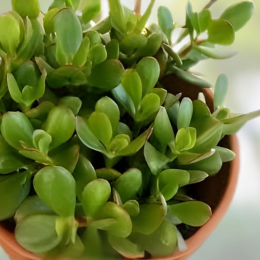 Jade Plant Cuttings 8 Inches Deep Green Crassula Ovata Succulent - Indoor Houseplant, Easy Care, Live Propagation