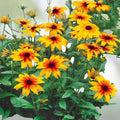 Rudbeckia Seeds Denver Daisy Organic Flower Seeds for Garden, Live Plant, Cutting, Bare Root, USA Grown, Free Shipping