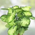Syngonium podophyllum Arrowhead Houseplants 2-Pack with Decorative Pots, Easy Care, Air Purifying, Indoor Plant, Starter Plant