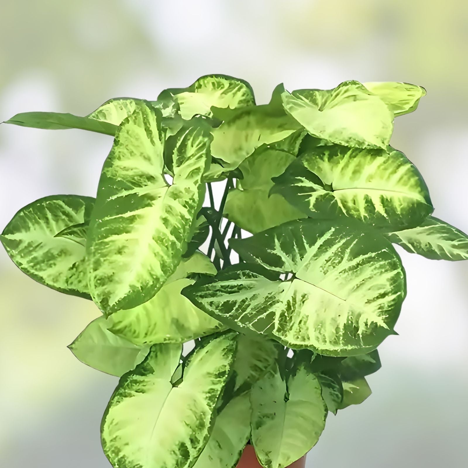 Syngonium podophyllum Arrowhead Houseplants 2-Pack with Decorative Pots, Easy Care, Air Purifying, Indoor Plant, Starter Plant