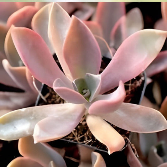 Graptoveria Fred Ives Succulent Plant – 5 Large Variegated Leaves for Propagation – Easy Care, Fast Growing Succulent