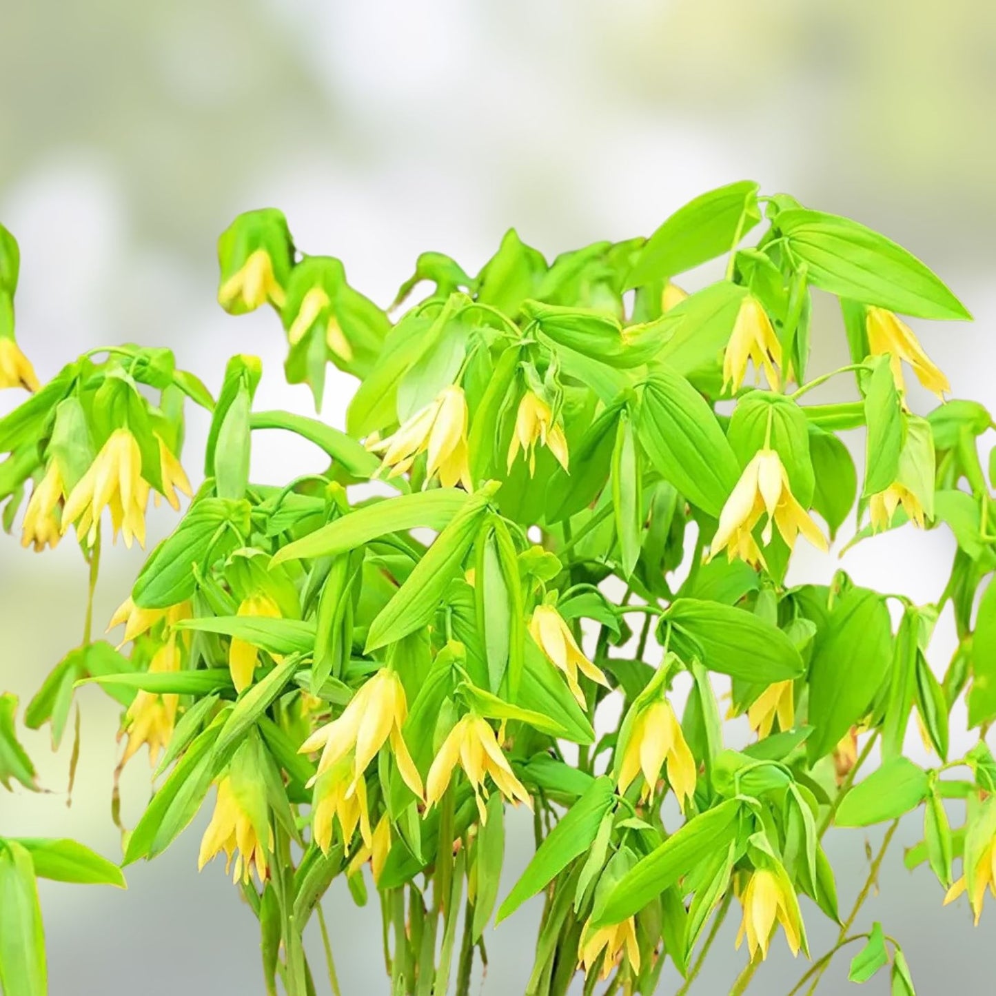 Bellwort Seeds 10 Pack Uvularia grandiflora Perennial Flower Seeds Weeping Bell-Shaped Blooms Non-GMO