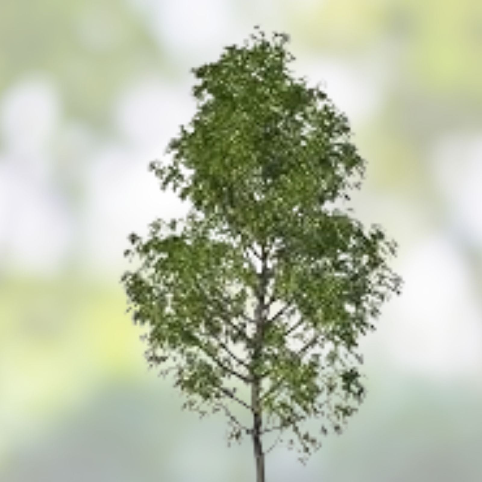 25 Jumbo Hybrid Willow Tree Cuttings – Thick Root Stock, Salix × sepulcralis, Live Planting Material, Fresh Stock