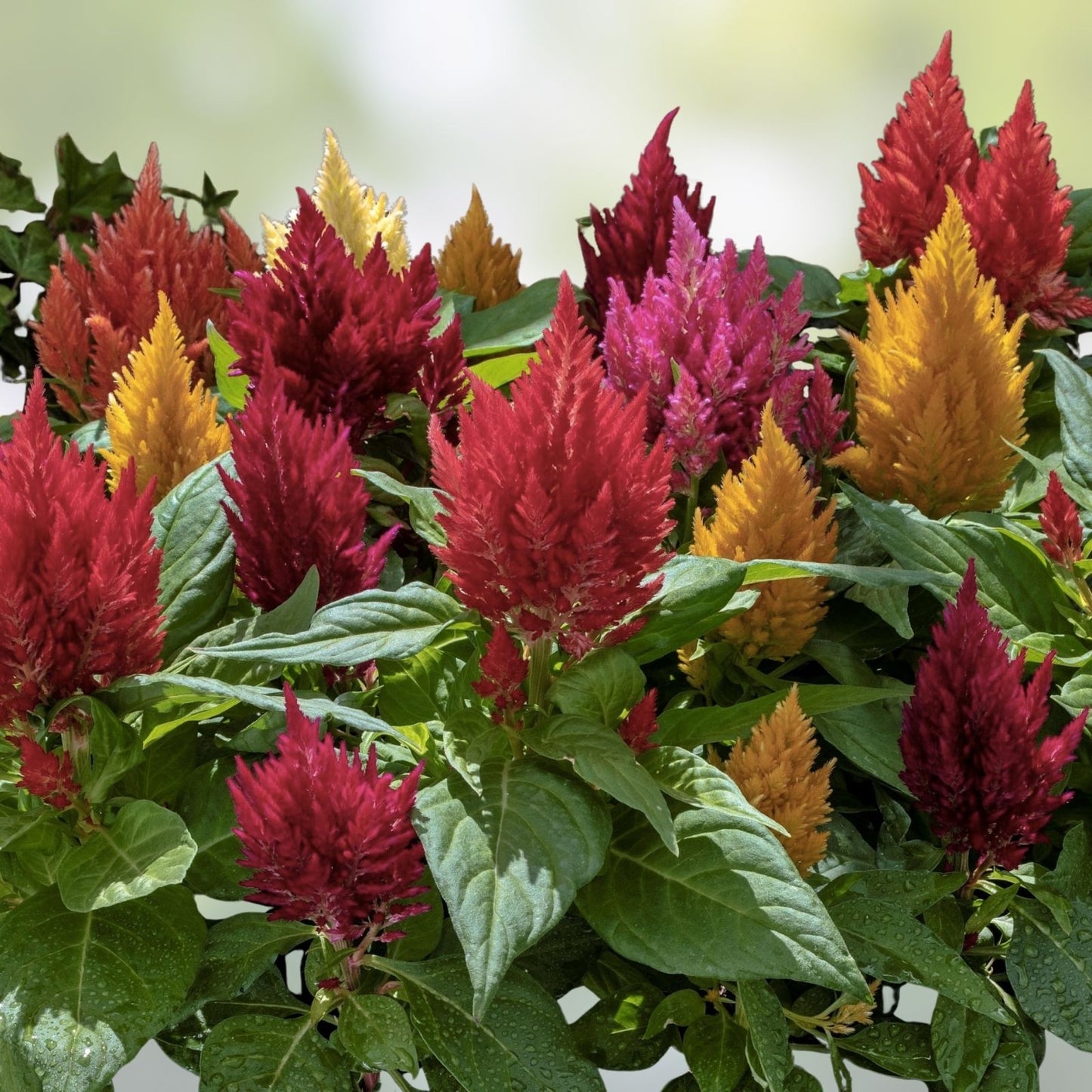 Kimono Celosia Seeds 200 Organic Mix Ornamental Flower Seeds Live Plant Cutting Bare Root Starter Plant USA Grown Free Shipping