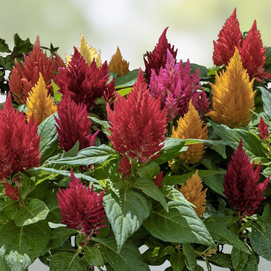 Kimono Celosia Seeds 200 Organic Mix Ornamental Flower Seeds Live Plant Cutting Bare Root Starter Plant USA Grown Free Shipping