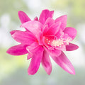 Epiphyllum Mystic Mood Orchid Cactus Cutting Rare Houseplant Live Plant Succulent Garden