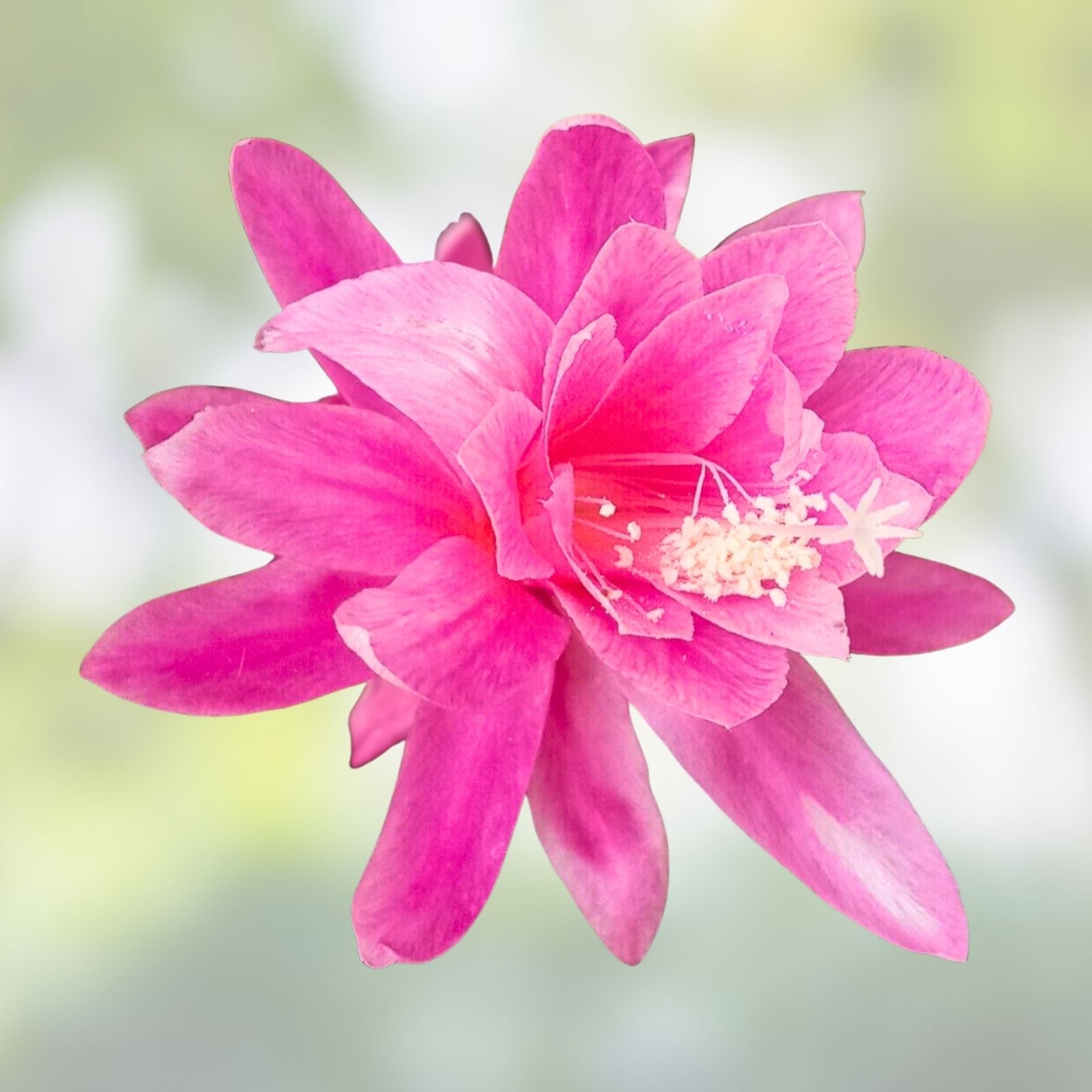 Epiphyllum Mystic Mood Orchid Cactus Cutting Rare Houseplant Live Plant Succulent Garden