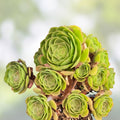 Aeonium Madeira Rose Cuttings Succulent Plants 2-4" Rosette Style Live Houseplant Starter