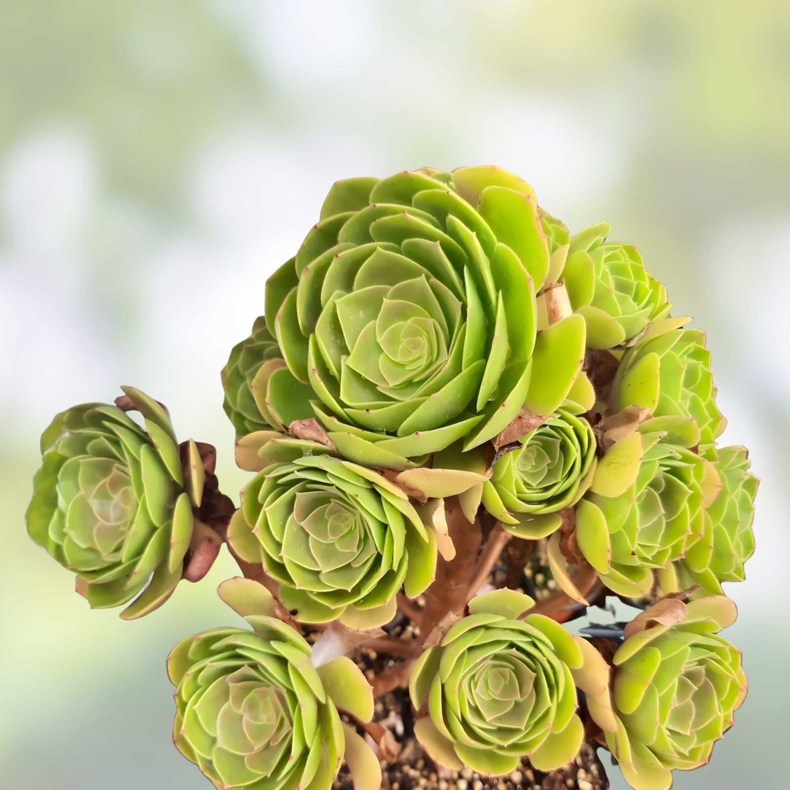 Aeonium Madeira Rose Cuttings Succulent Plants 2-4" Rosette Style Live Houseplant Starter