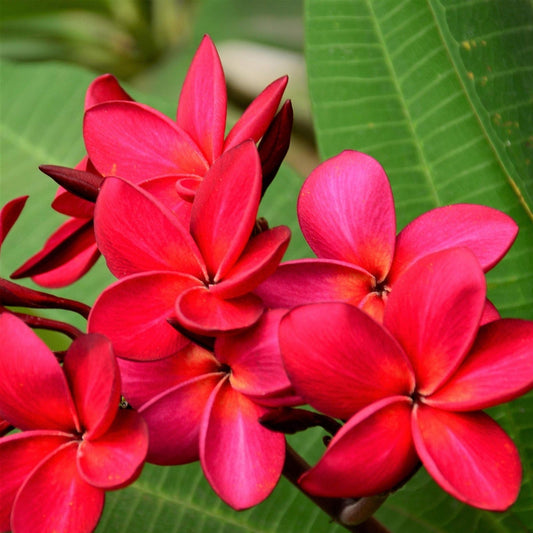 Hawaiian Red Ulaula Plumeria Cutting 8" – Fragrant Frangipani Plant for Gardens Landscaping Live Plant