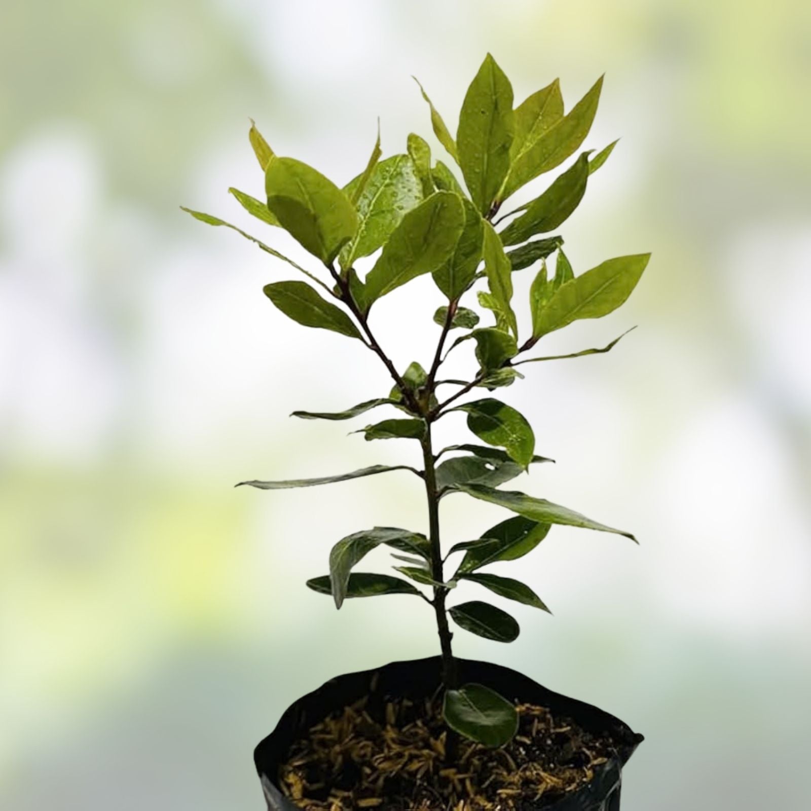 Bay Laurel Tree Cuttings - 5 Stem Propagation Set - Culinary Herb - Bay Leaf (Laurus nobilis) - Fast Growing Herb Plant