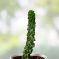 Peperomia Columella Cactus Plant | Live Succulent for Indoor Gardening | Easy Care Houseplant | Variegated Green | Peperomia columella