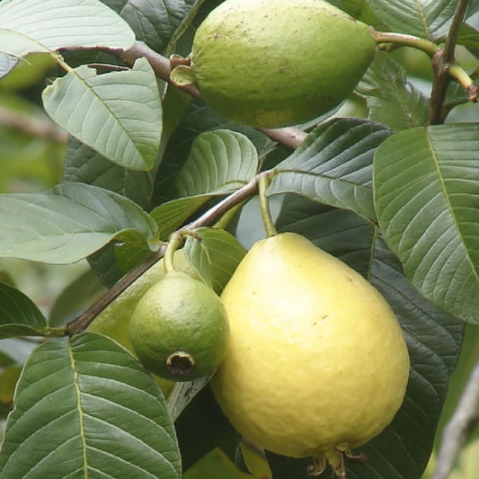 Guava Fruit Bonsai Tree Seeds 20 Pack - Tropical Edible Plant Seeds Psidium guajava - Exotic Fruit Growing Kit
