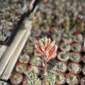 Variegated Aloe Succulent Cuttings 2 Pcs Aloe Vera Indoor Garden Houseplant Live Starter Plant