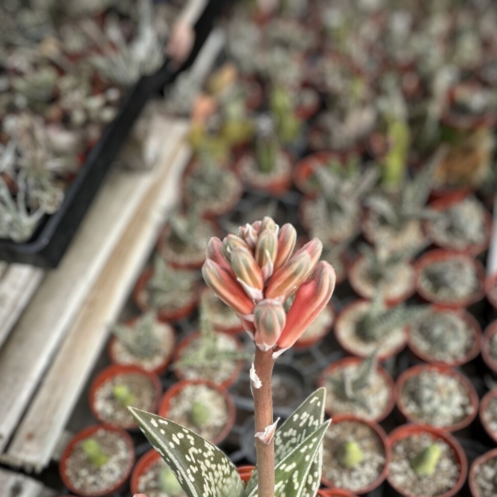 Variegated Aloe Succulent Cuttings 2 Pcs Aloe Vera Indoor Garden Houseplant Live Starter Plant