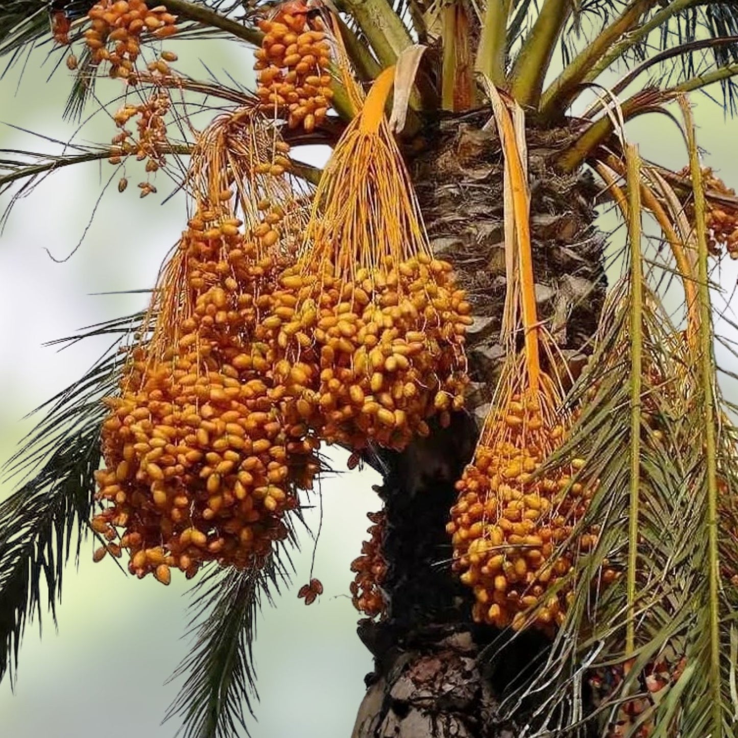 Medjool Date Palm Seedling Phoenix dactylifera Live Plant Starter Tree for Gardening Landscaping