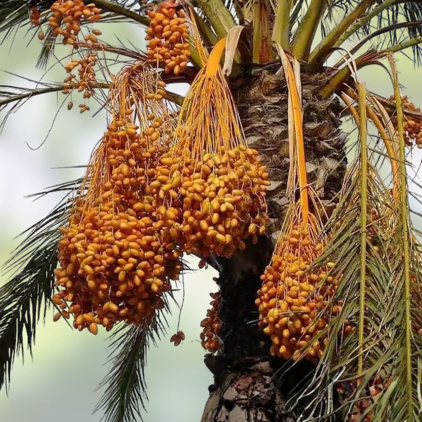 Medjool Date Palm Seedling Phoenix dactylifera Live Plant Starter Tree for Gardening Landscaping