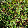 Carolina Buckthorn Live Plant Frangula caroliniana Bare Root Shrub 12-18" Wildlife Garden Tree