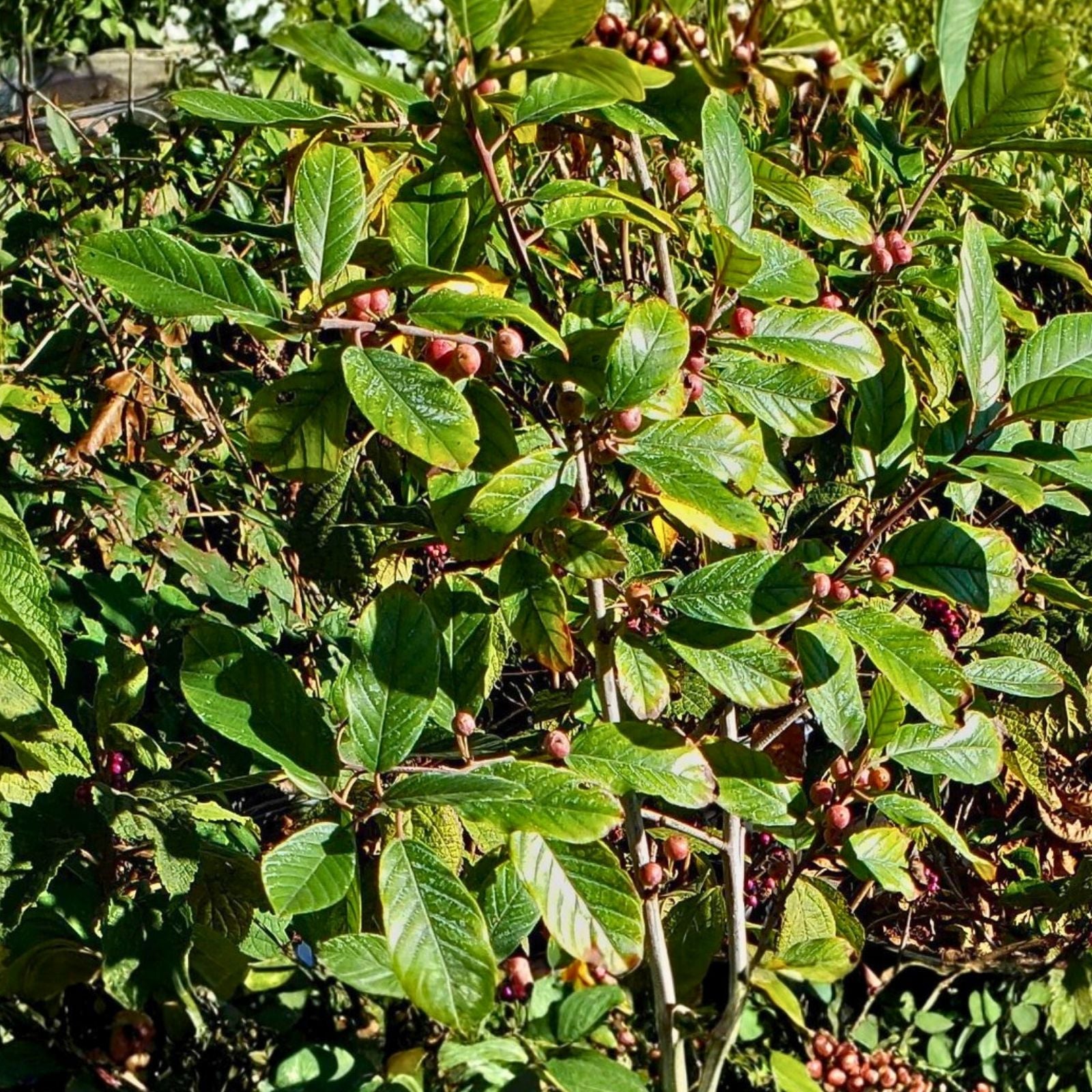 Carolina Buckthorn Live Plant Frangula caroliniana Bare Root Shrub 12-18" Wildlife Garden Tree