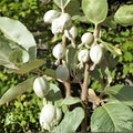 American Highbush Cranberry Seeds 30 Pack – Viburnum trilobum Fruit-Bearing Hardy Shrub Seeds for Planting