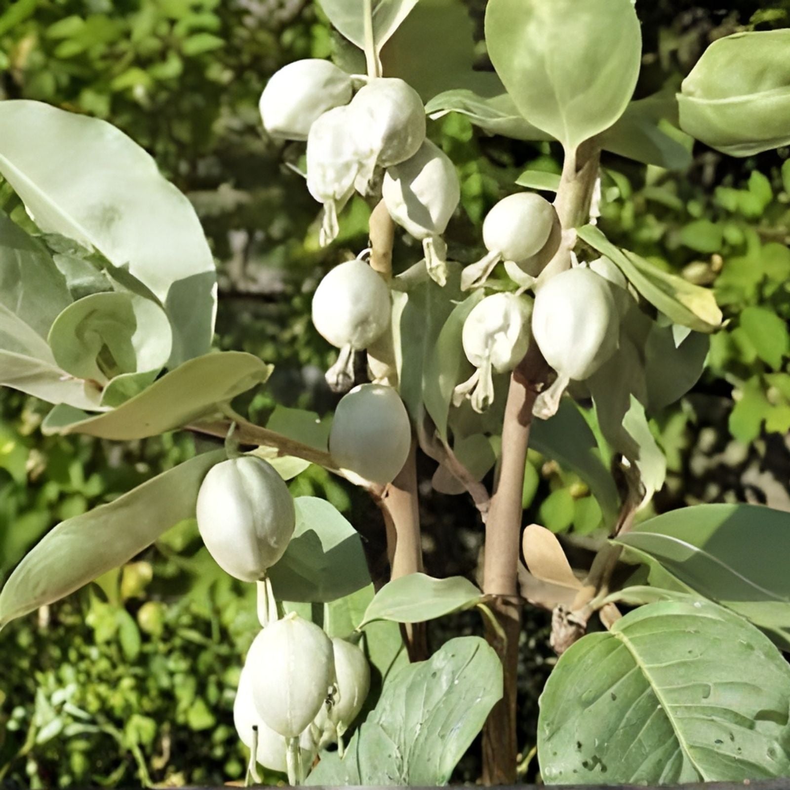 American Highbush Cranberry Seeds 30 Pack – Viburnum trilobum Fruit-Bearing Hardy Shrub Seeds for Planting