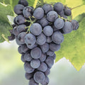 Everest Grape Cuttings Vitis vinifera 4 Pack, Live Plant, Grafting, Rooting, Bare Root, Starter Plant