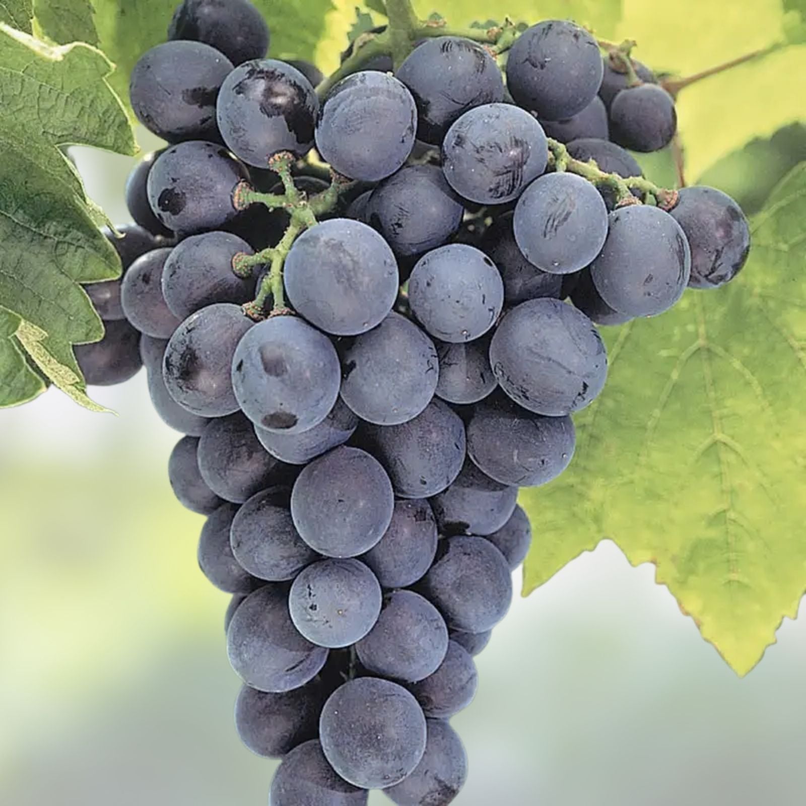 Everest Grape Cuttings Vitis vinifera 4 Pack, Live Plant, Grafting, Rooting, Bare Root, Starter Plant