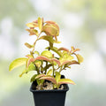 Rare Variegated Pereskia aculeata Cactus Plant Gold Indoor Succulent 6-inch Pot Live Plant