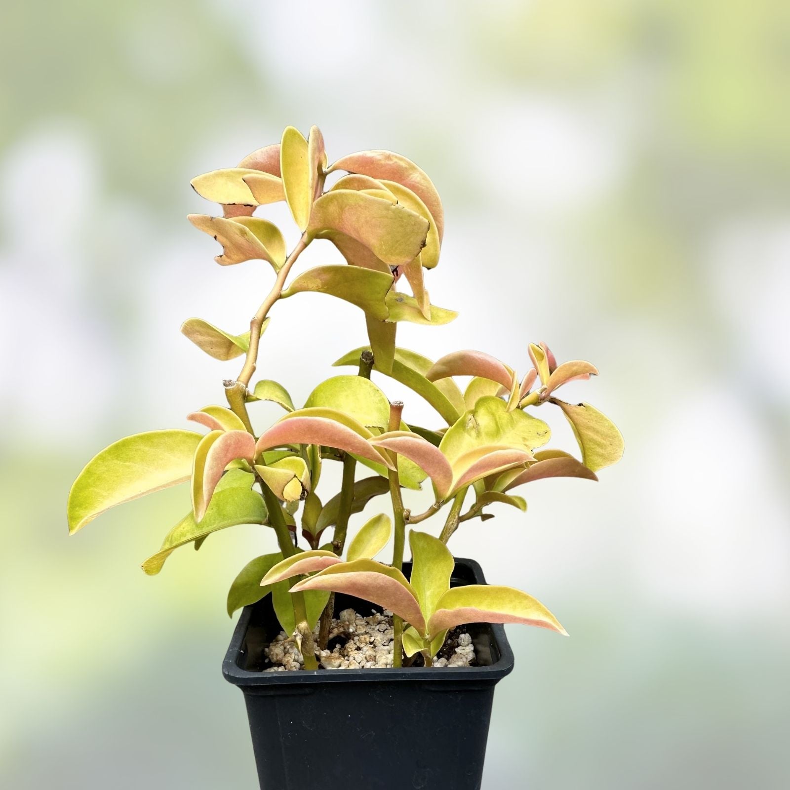 Rare Variegated Pereskia aculeata Cactus Plant Gold Indoor Succulent 6-inch Pot Live Plant