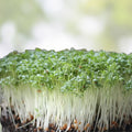 Organic Curled Cress Seeds Microgreens Non-GMO Heirloom Broadleaf Lepidium sativum Seed Pack